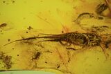 Phenomenal Fossil Bristletail (Archaeognatha) In Baltic Amber #73323-1